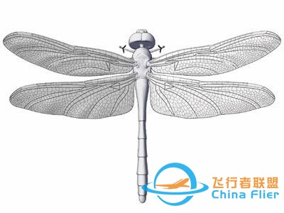 蜻蜓是昆蟲界最優秀的飛行員？從飛行方式、技巧和翅膀本身說起-9378