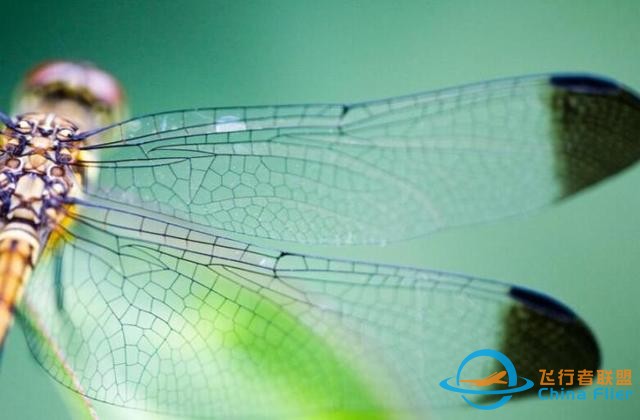 蜻蜓，飛行界的王者，科學家研究多年，仍未完全搞清楚蜻蜓的秘密-1186