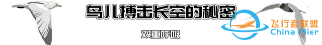 鳥類強大的飛行能力背后，做了哪些犧牲？一文了解飛行的秘密-5831