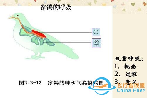 鳥類強大的飛行能力背后，做了哪些犧牲？一文了解飛行的秘密-7853