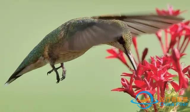 少年科學粉每日一題｜翱翔、滑翔、鼓翼……鳥兒飛行方式這么多？-6291
